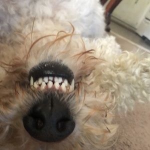 Meet your Posher, Adam